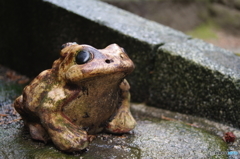 蛙さま
