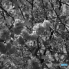 八重桜