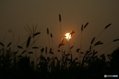 夕暮れナズム