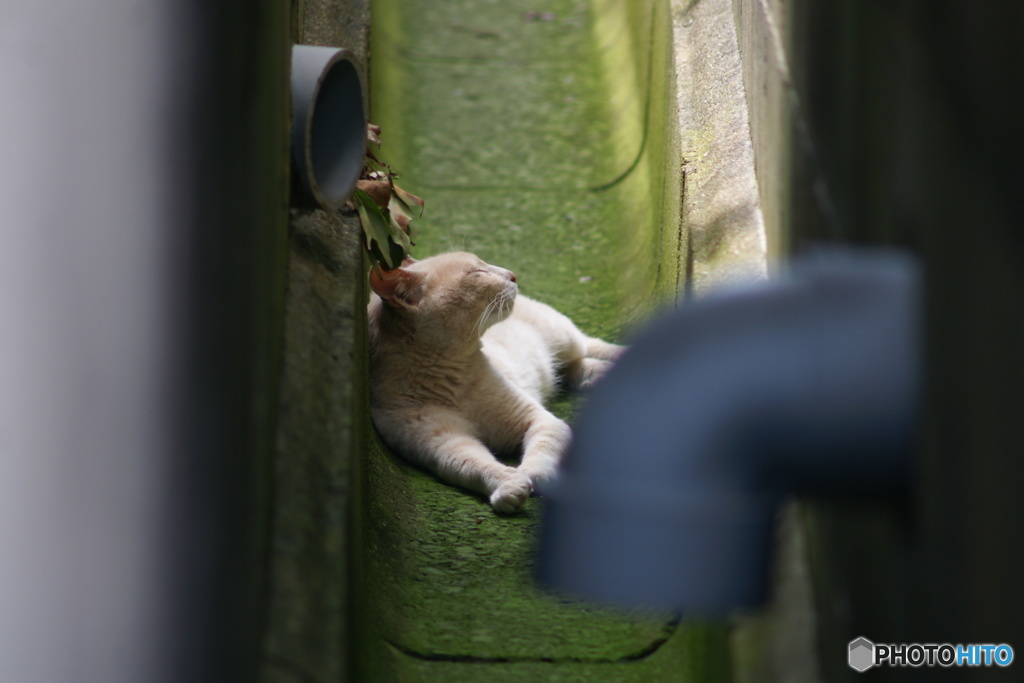 猫の夏、溝の風