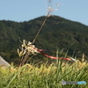 風と稲穂と彼岸花