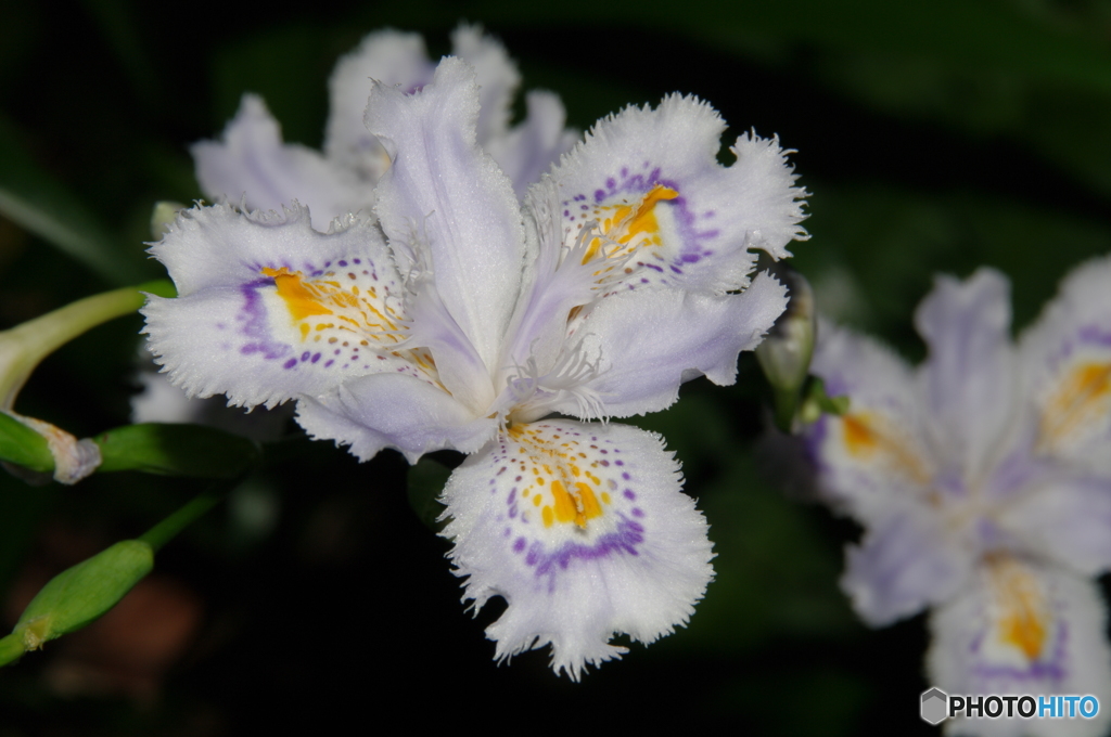 シャガの花