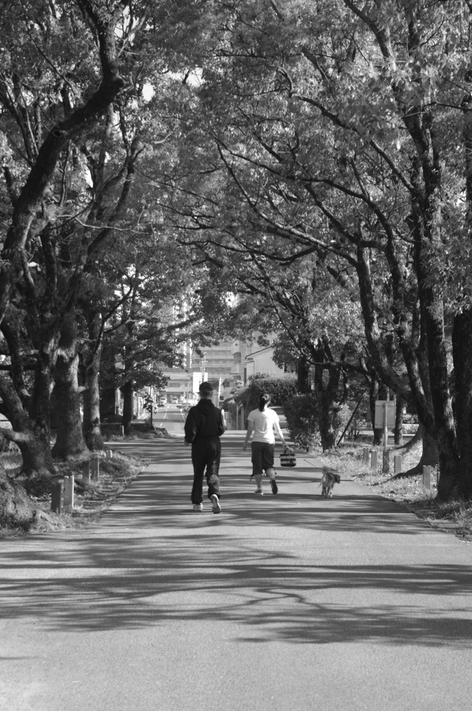 散歩道