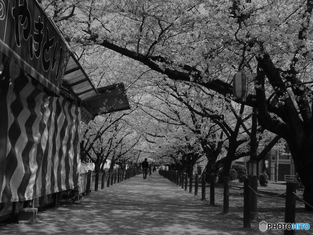 桜並木