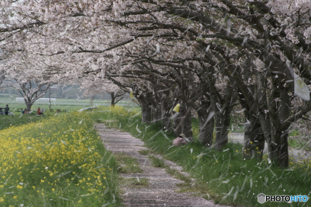 桜フブキ