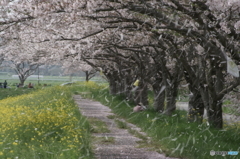 桜フブキ