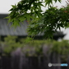 露に濡れる
