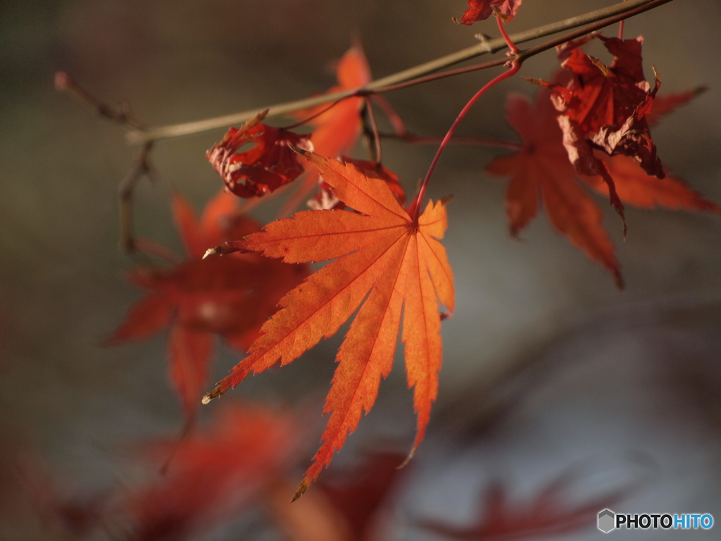 冬紅葉