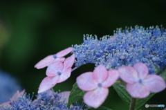 額紫陽花