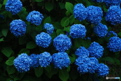 ajisai