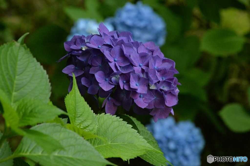 紫陽花