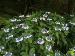 紫陽花には