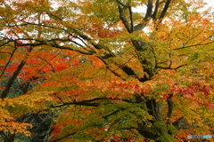 紅葉重ね色