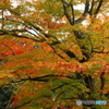 紅葉重ね色