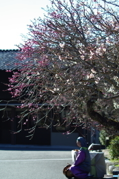 梅に鶯・・・ならぬ大道芸人・・・。