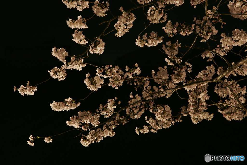 秋月河川敷夜桜景