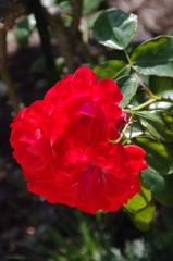 薔薇