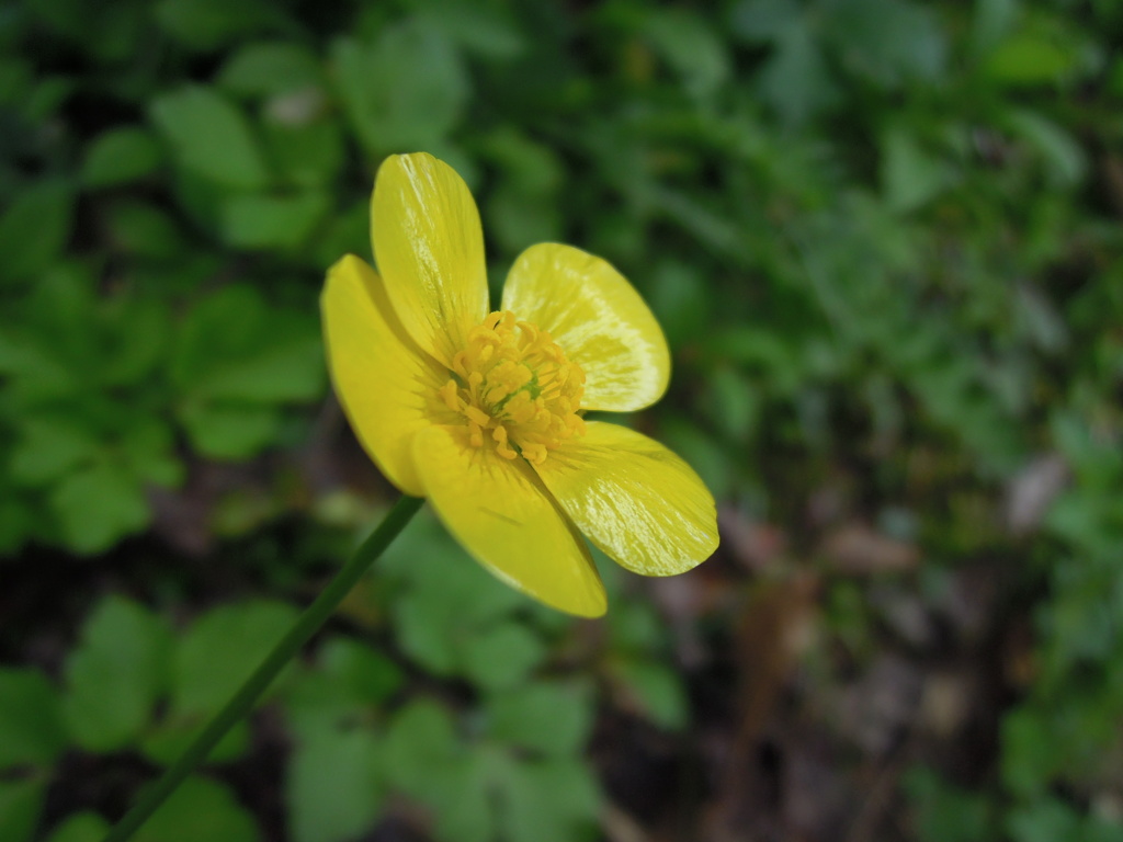 花びら