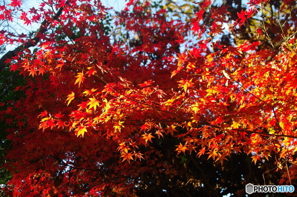 紅葉３