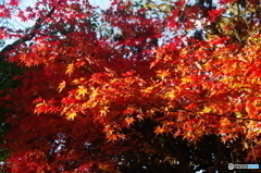 紅葉３