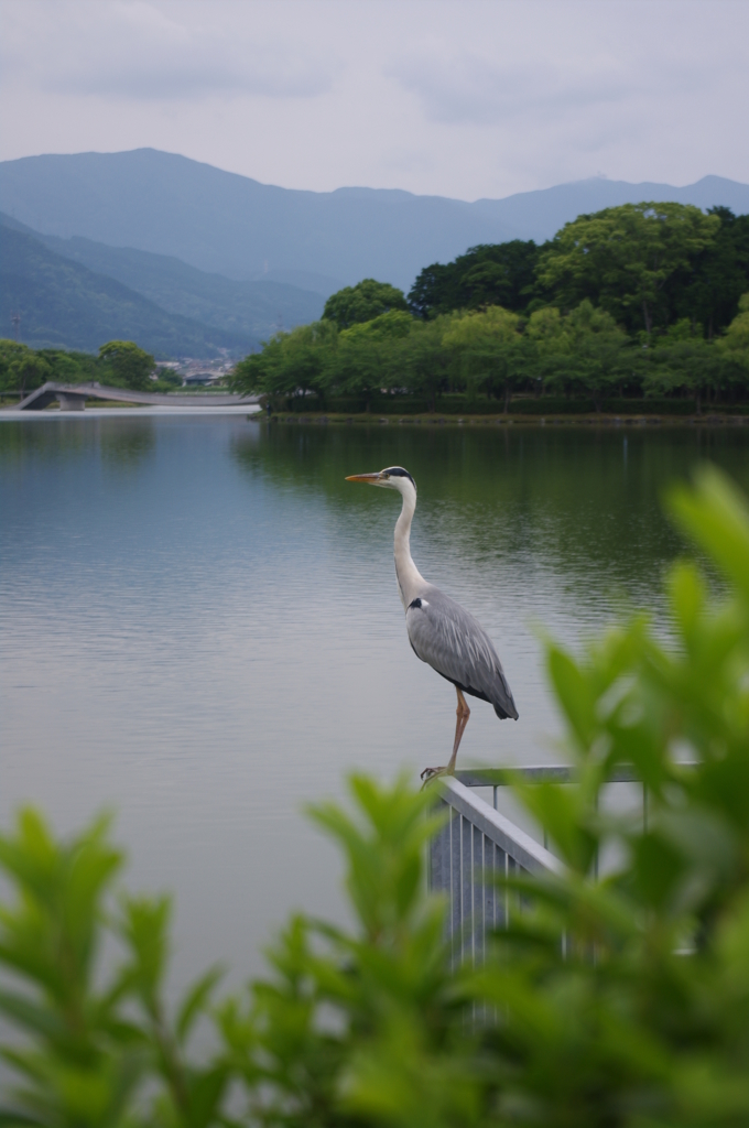 青サギ