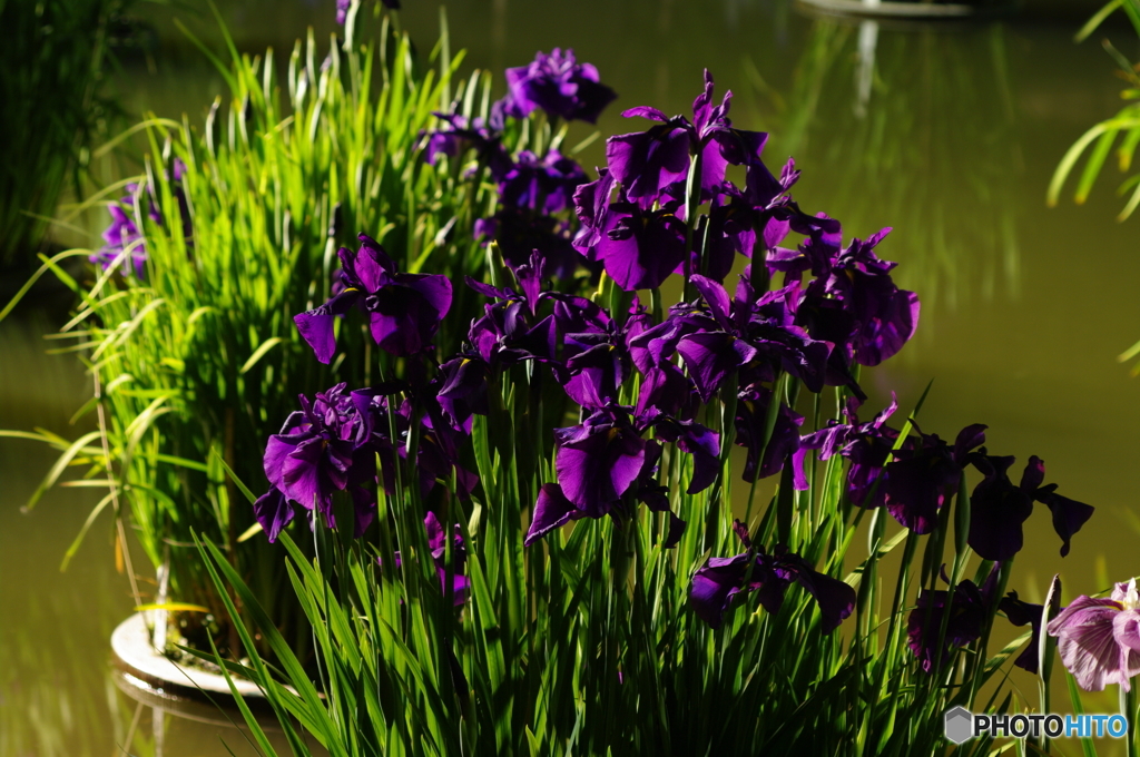 紫菖蒲