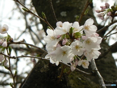 桜開花！