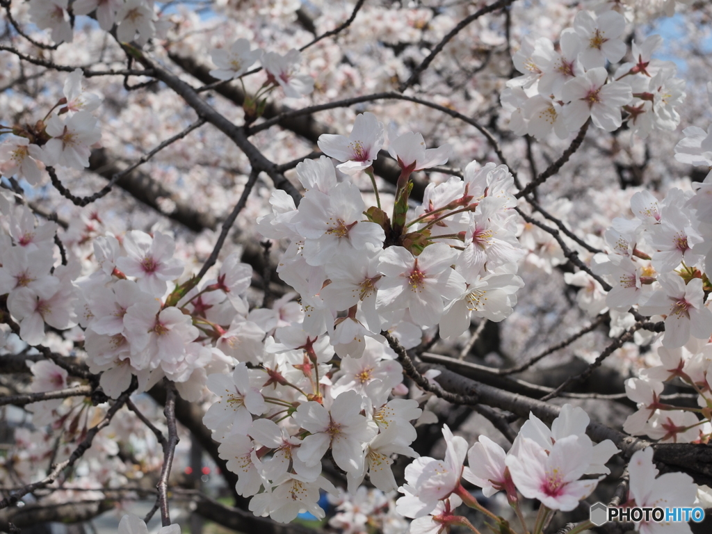 桜花絢爛