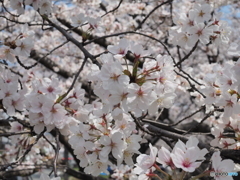 桜花絢爛