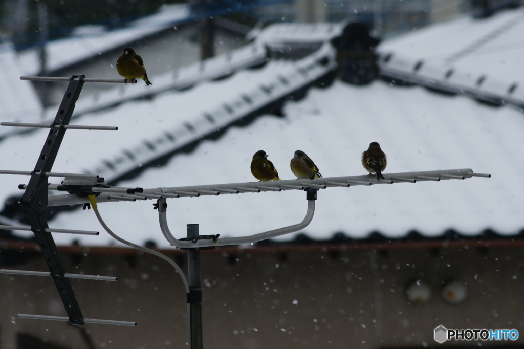 アンテナの鳥達