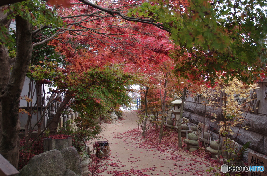 紅葉寺