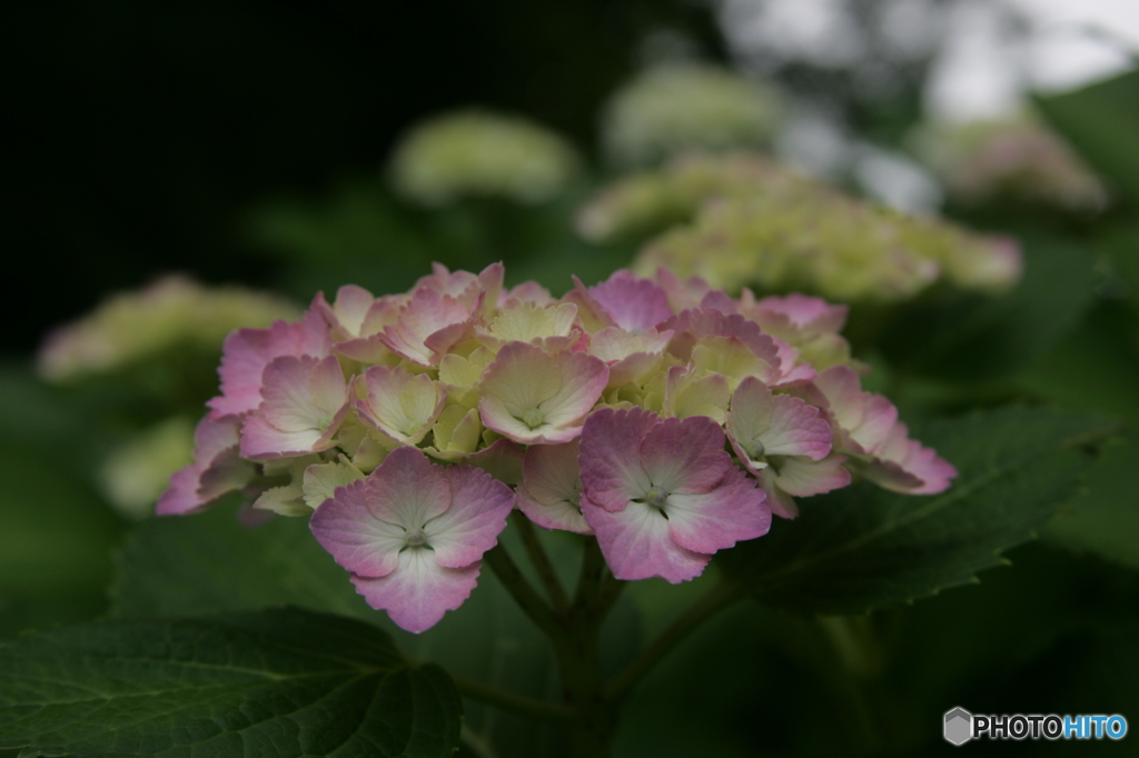 紫陽花②
