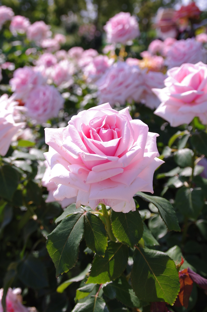 薔薇