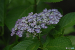 福寿紫陽花