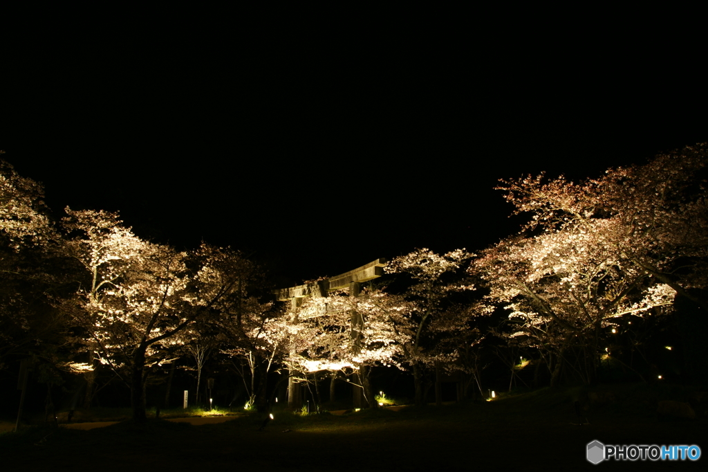 夜桜鳥居