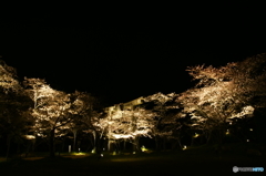 夜桜鳥居