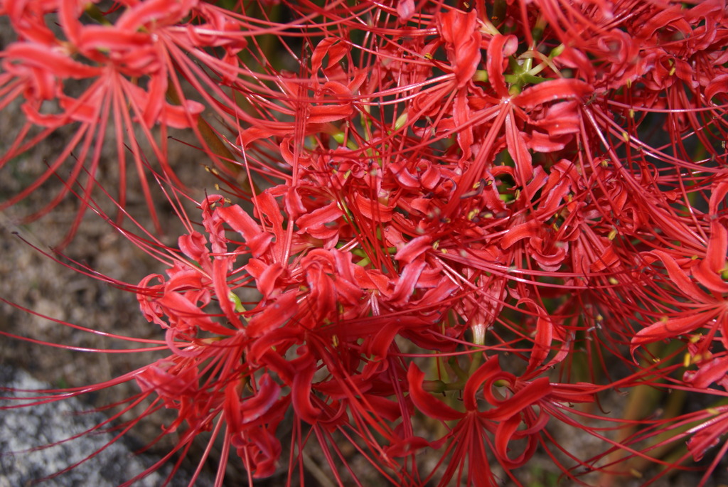 鬼百合の花