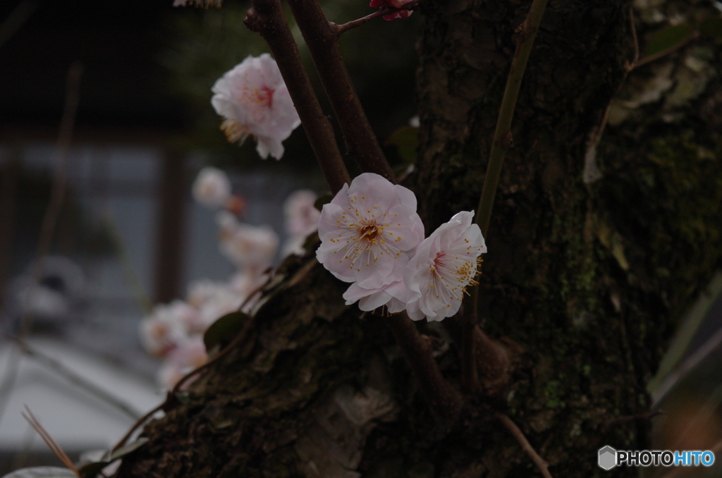 桃の花