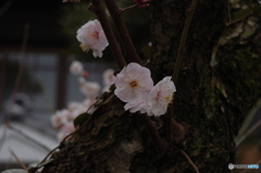 桃の花