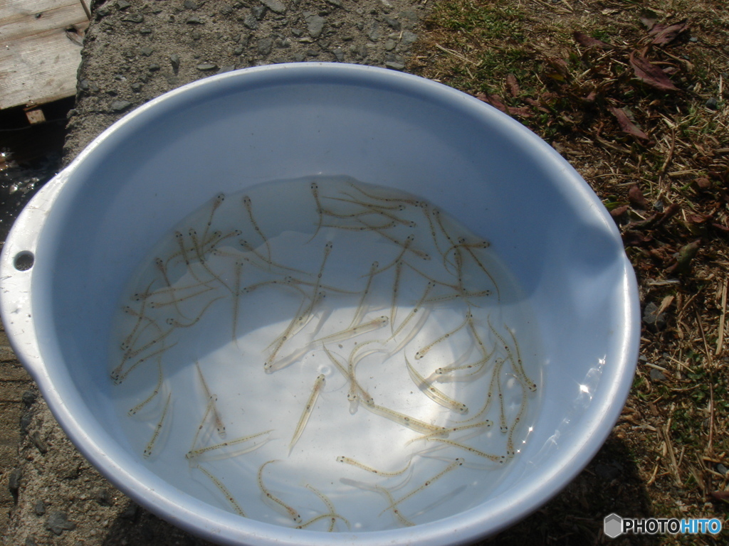 春の風物