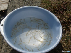 春の風物