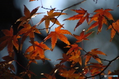 秋
