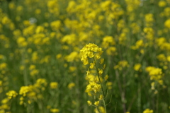 菜の花