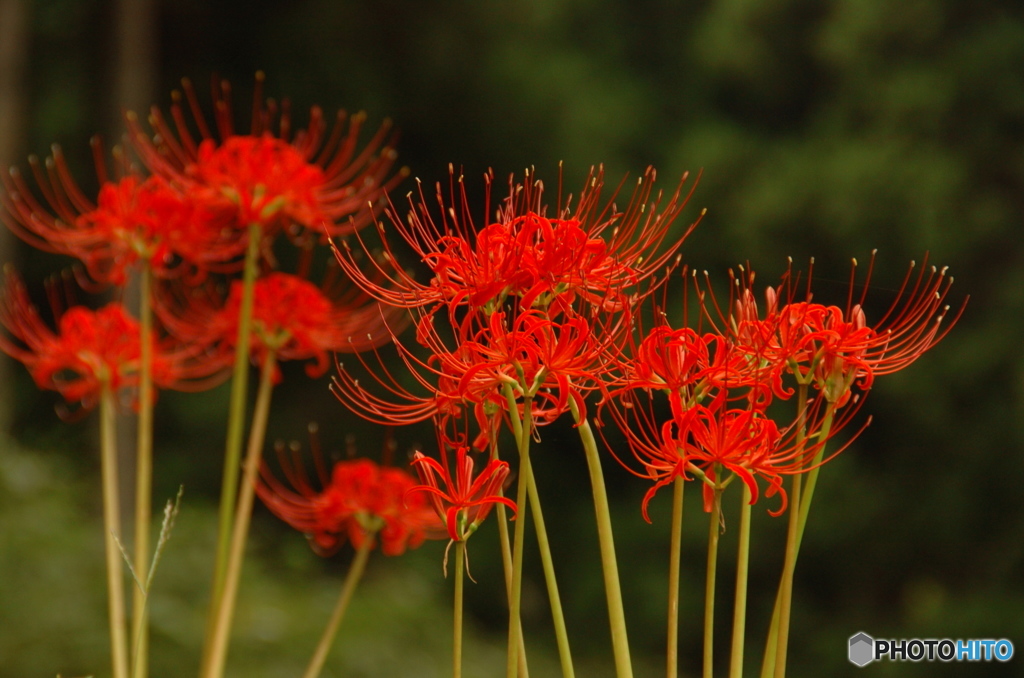 曼殊沙華