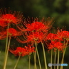 曼殊沙華