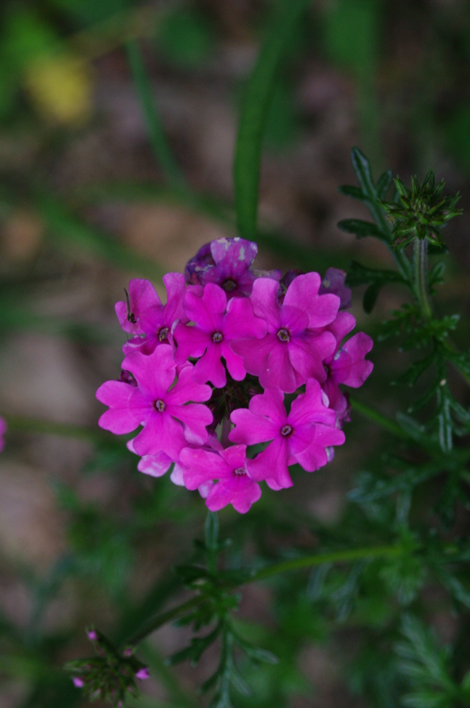 草花