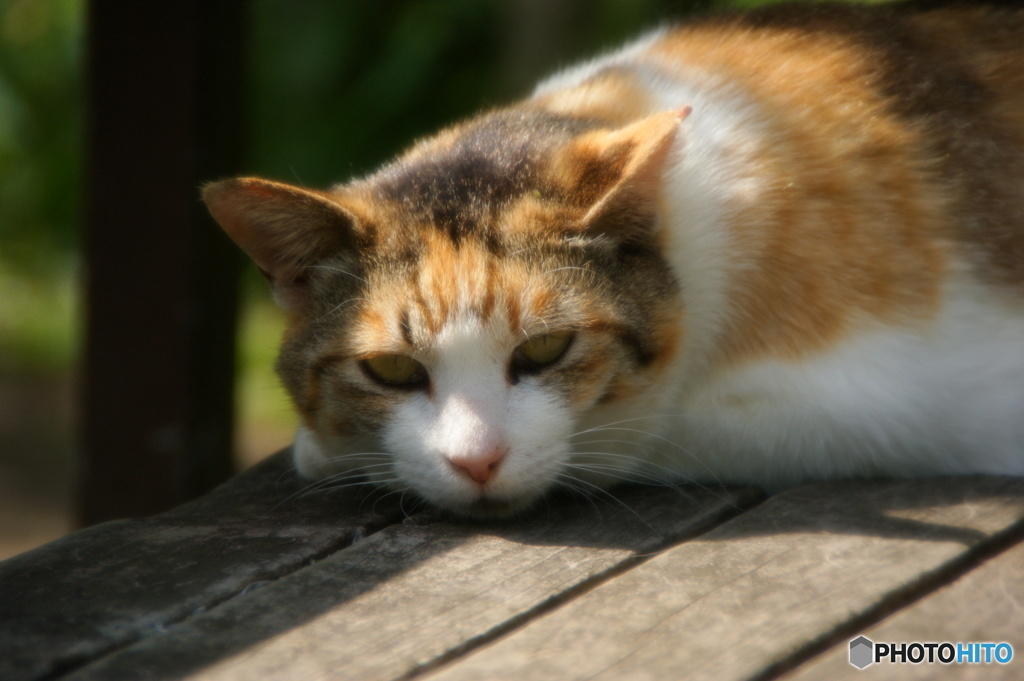 猫さんほっこり