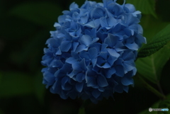 ajisai