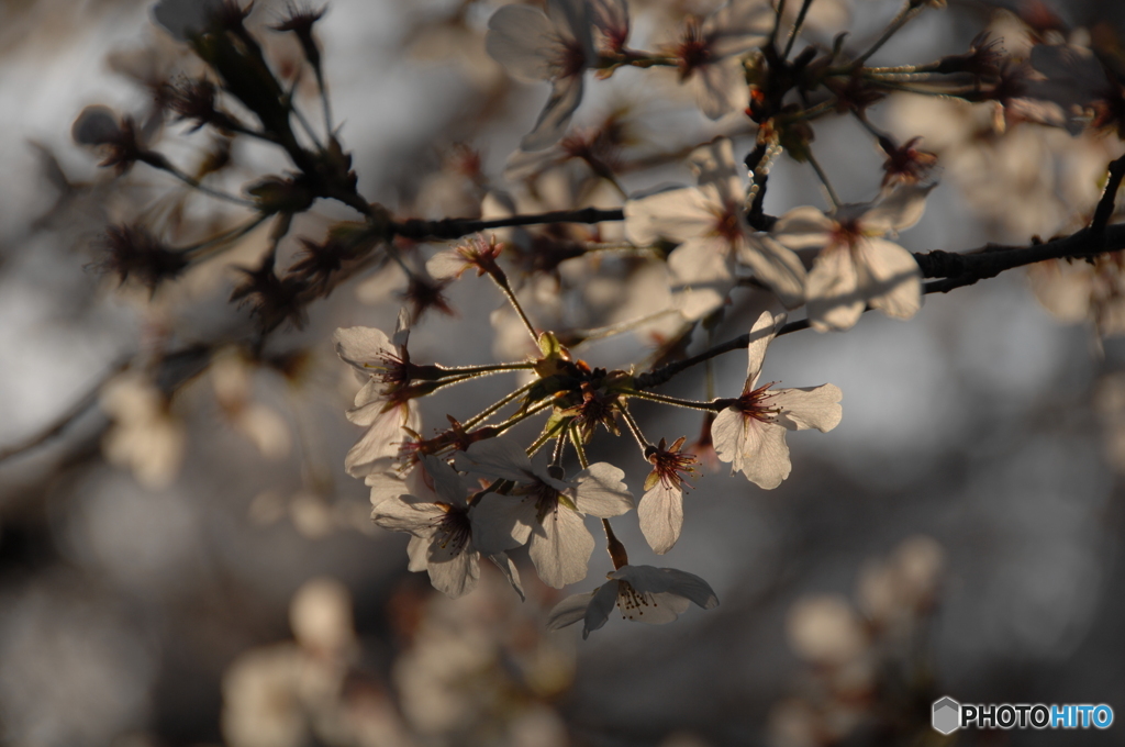 散りゆく桜