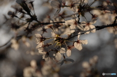 散りゆく桜